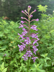 Platanthera psycodes