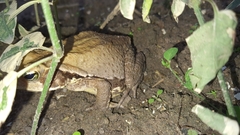 Rhinella crucifer