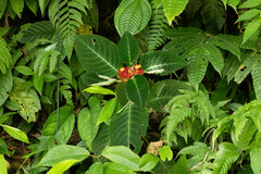 Corytoplectus speciosus