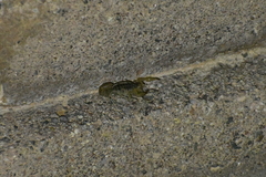 Paravaejovis spinigerus