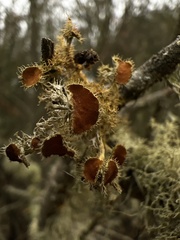 Teloschistes chrysophthalmus
