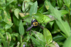 Xylocopa appendiculata circumvolans