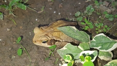 Rhinella crucifer