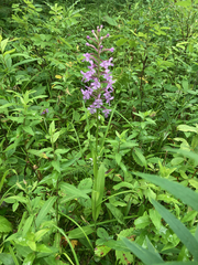 Platanthera psycodes