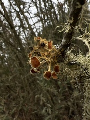 Teloschistes chrysophthalmus