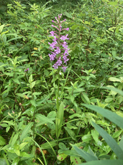 Platanthera psycodes