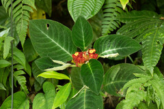 Corytoplectus speciosus