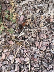 Dasymutilla quadriguttata