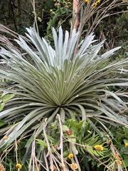 Espeletia