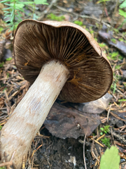 Cortinarius infractus