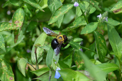 Xylocopa appendiculata circumvolans