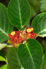 Corytoplectus speciosus