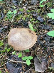 Cortinarius infractus