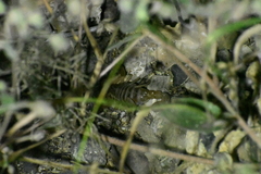 Paravaejovis spinigerus