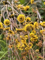 Espeletia