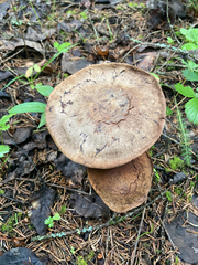 Cortinarius infractus
