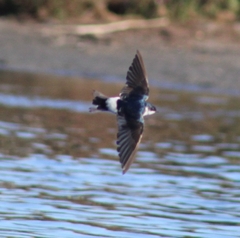 Tachycineta leucopyga