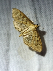 Herpetogramma pertextalis