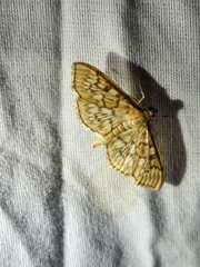 Herpetogramma pertextalis