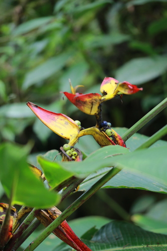 Image of Heliconia tortuosa by no rights reserved