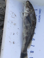Menticirrhus saxatilis