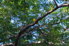 Megarynchus pitangua