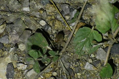 Paravaejovis spinigerus