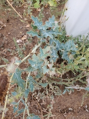 Argemone polyanthemos