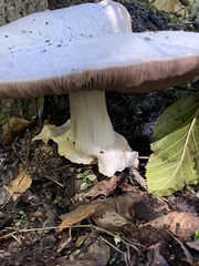 Agaricus sylvicola