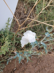 Argemone polyanthemos