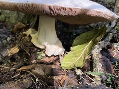 Agaricus sylvicola
