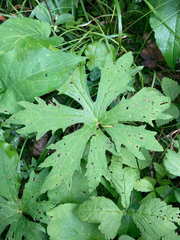 Petasites frigidus