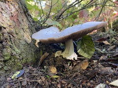 Agaricus sylvicola