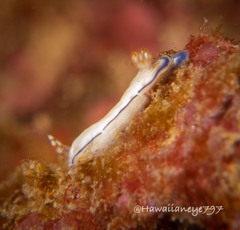 Hypselodoris peasei