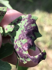 Norvellina chenopodii