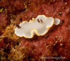 Ardeadoris scottjohnsoni