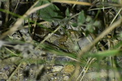 Paravaejovis spinigerus