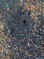 Pogonomyrmex barbatus