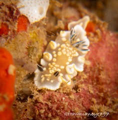 Ardeadoris tomsmithi