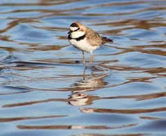 Charadrius collaris