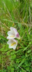 Freesia