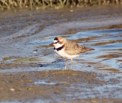 Charadrius collaris