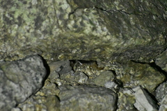 Paravaejovis spinigerus