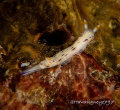 Hypselodoris