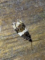 Olethreutes fasciatana