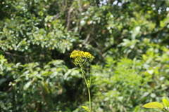 Youngia japonica