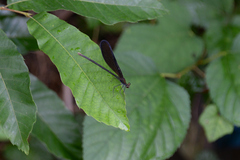 Atrocalopteryx atrata