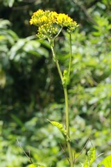 Youngia japonica
