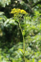 Youngia japonica