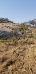 Panthera leo melanochaita